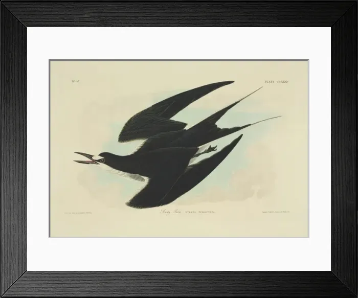Framed Print : Sterna fuscata, sooty tern Framed Print : Sterna fuscata, sooty tern