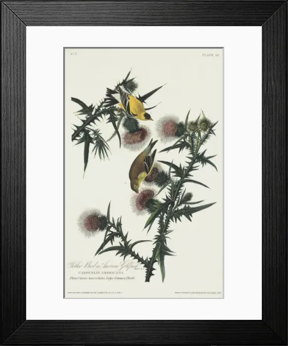 Framed Print : Carduelis tristis, American goldfinch Framed Print : Carduelis tristis, American goldfinch