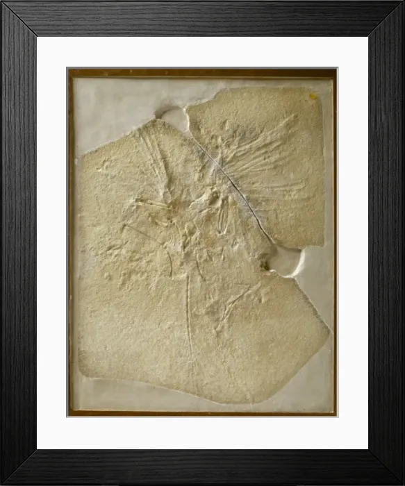 Framed Print : Archaeopteryx lithographica [London specimen]