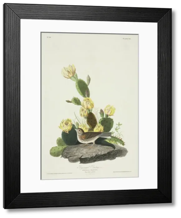 Framed Print : Pooecetes gramineus, vesper sparrow Framed Print : Pooecetes gramineus, vesper sparrow
