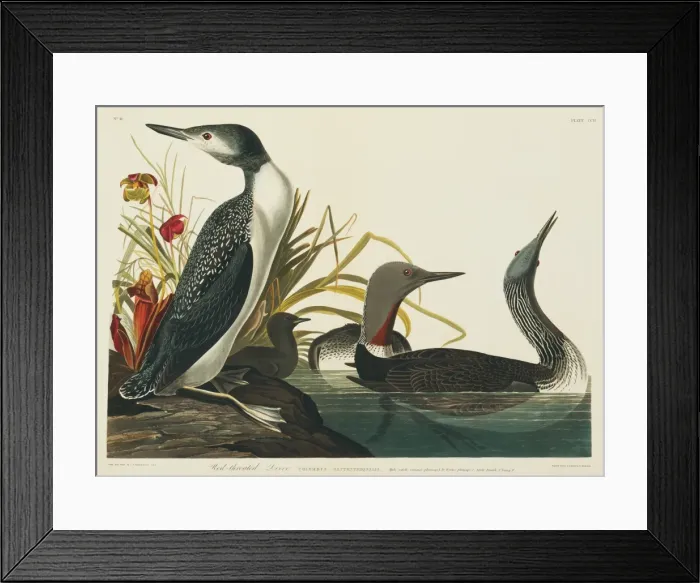 Framed Print : Gavia stellata, red-throated diver Framed Print : Gavia stellata, red-throated diver
