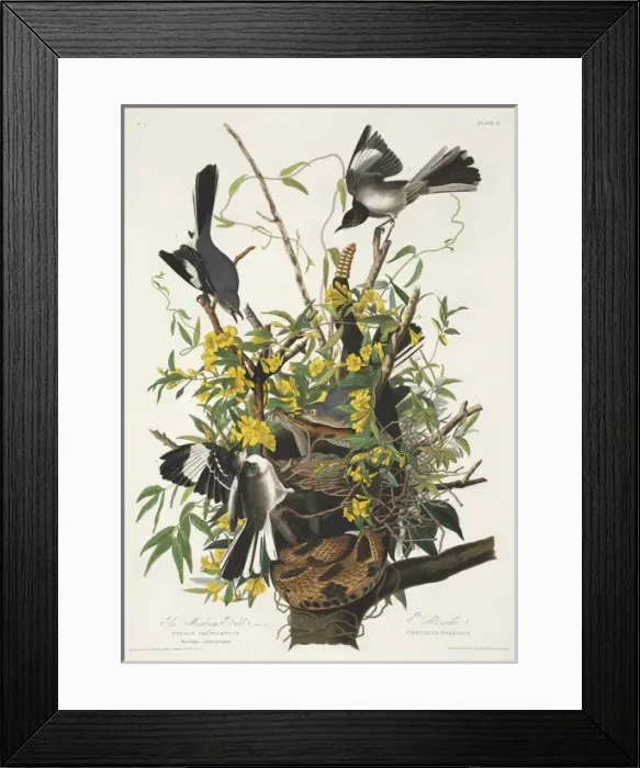 Framed Print : Mimus polyglottos, northern mockingbird Framed Print : Mimus polyglottos, northern mockingbird