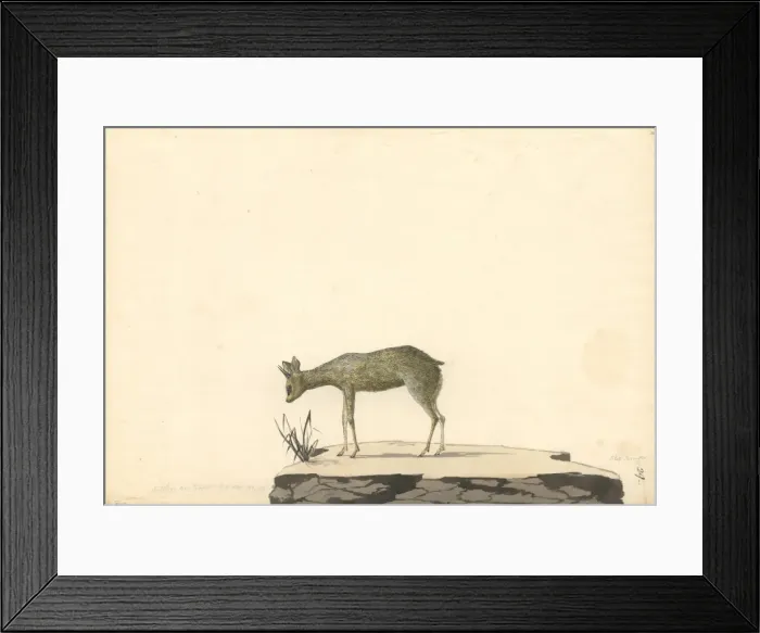 Framed Print : Oreotragus oreotragus, klipspringer Framed Print : Oreotragus oreotragus, klipspringer