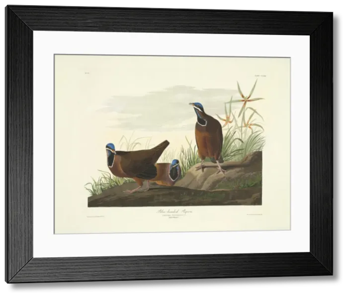 Framed Print : Starnoenas cyanocephala, blue-headed quail dove