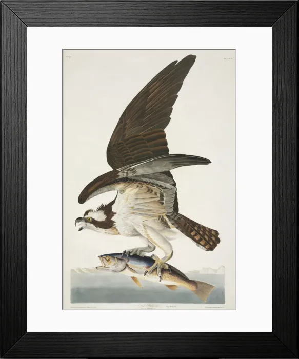 Framed Print : Pandion haliaetus, osprey Framed Print : Pandion haliaetus, osprey