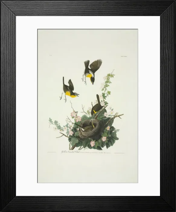 Framed Print : Icteria virens, yellow-breasted chat Framed Print : Icteria virens, yellow-breasted chat