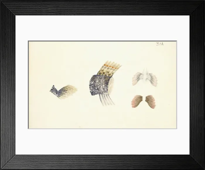 Framed Print : Periophthalmus sp. mudskipper Framed Print : Periophthalmus sp. mudskipper
