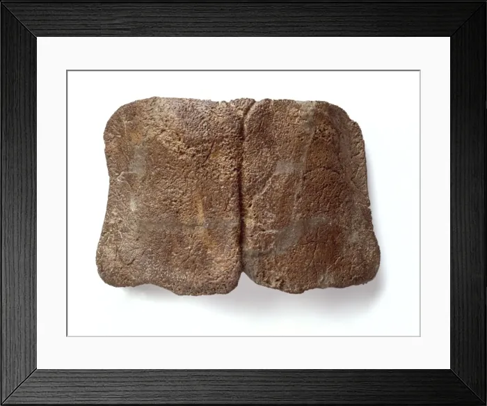 Framed Print : Edmontonia Framed Print : Edmontonia