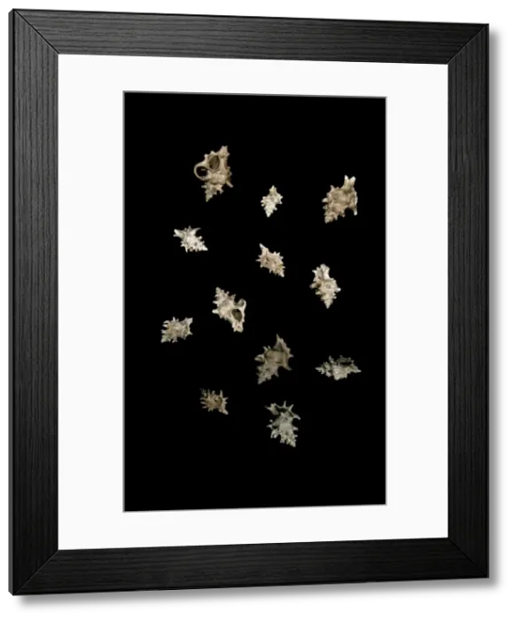 Framed Print : Typhis pungens, gastropod Framed Print : Typhis pungens, gastropod