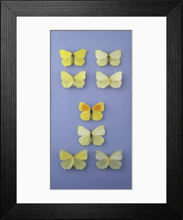 Framed Print : Butterflies of the family Pieridae Framed Print : Butterflies of the family Pieridae