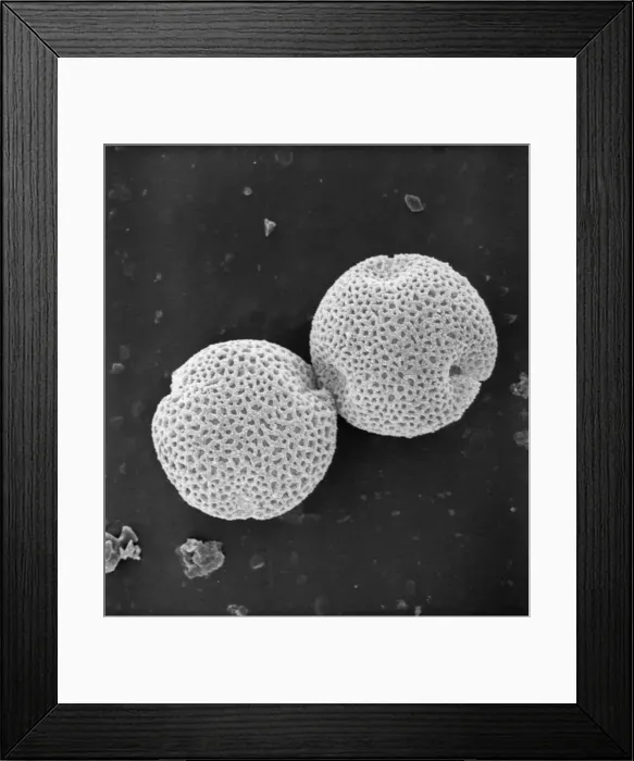 Framed Print : Fraxinus excelsior, weeping ash pollen Framed Print : Fraxinus excelsior, weeping ash pollen