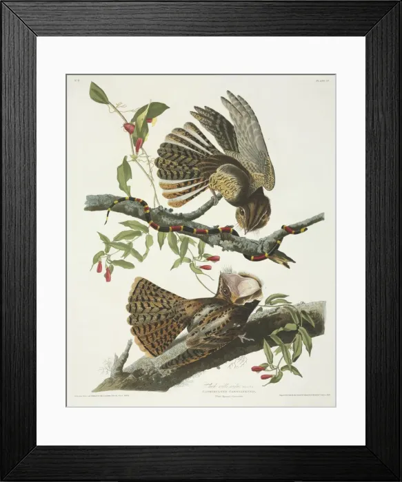 Framed Print : Caprimulgus carolinensis, chuck-wills widow Framed Print : Caprimulgus carolinensis, chuck-wills widow