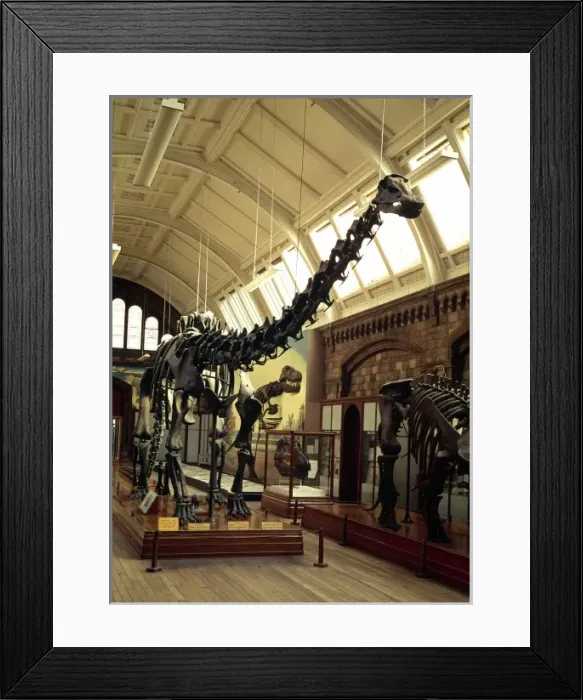 Framed Print : Diplodocus carnegiei Framed Print : Diplodocus carnegiei