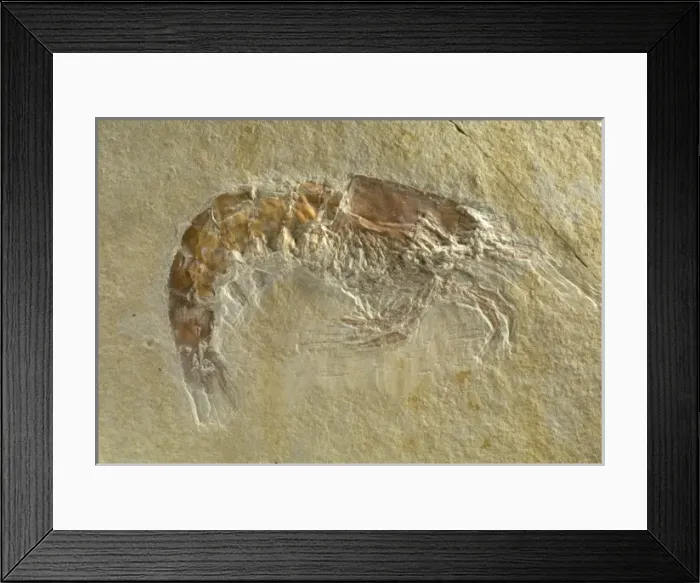 Framed Print : Fossilised Acanthochirana cordata, prawn Framed Print : Fossilised Acanthochirana cordata, prawn