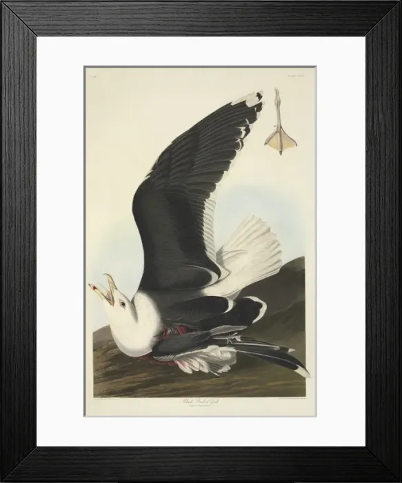 Framed Print : Larus marinus, great black-backed gull Framed Print : Larus marinus, great black-backed gull