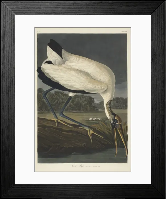Framed Print : Mycteria americana, wood stork Framed Print : Mycteria americana, wood stork