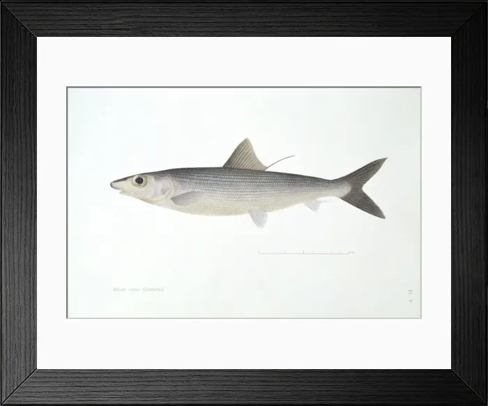 Framed Print : Albula vulpes, bonefish Framed Print : Albula vulpes, bonefish