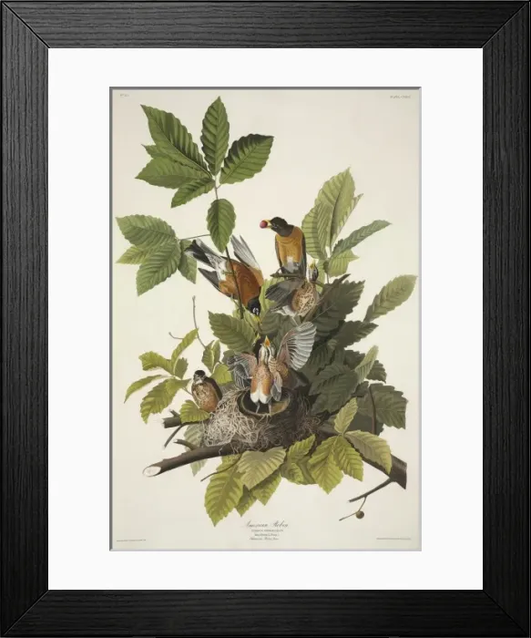 Framed Print : Turdus migratorius, American robin Framed Print : Turdus migratorius, American robin