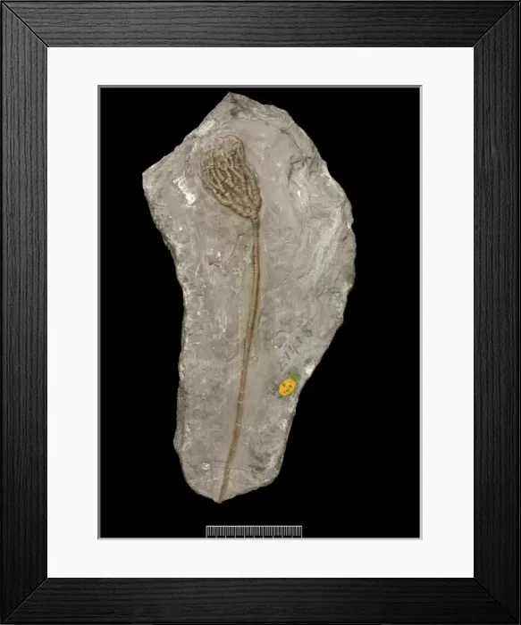 Framed Print : Protaxocrinus tuberculatus (Miller) Framed Print : Protaxocrinus tuberculatus (Miller)