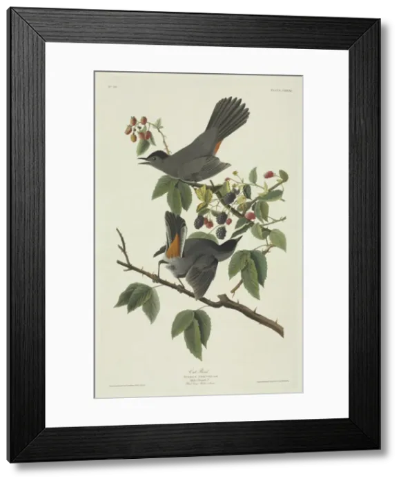 Framed Print : Dumetella carolinensis, grey catbird Framed Print : Dumetella carolinensis, grey catbird