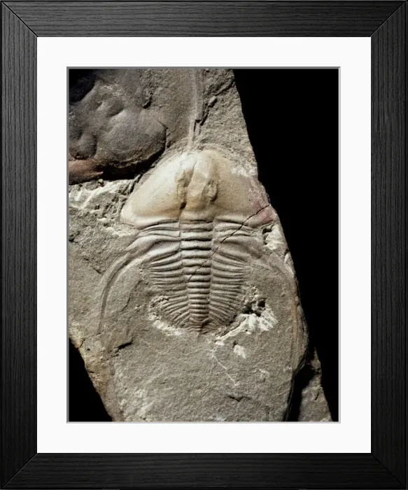 Framed Print : Biceratops, trilobite Framed Print : Biceratops, trilobite
