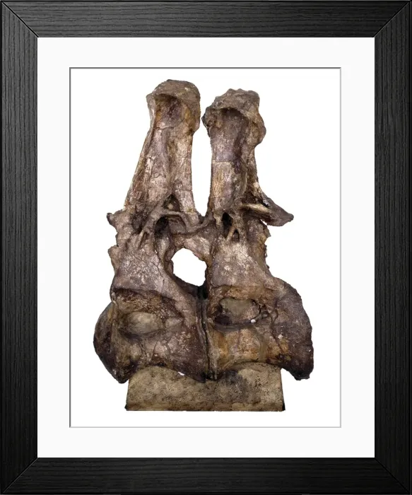 Framed Print : Brachiosaur back vertebra