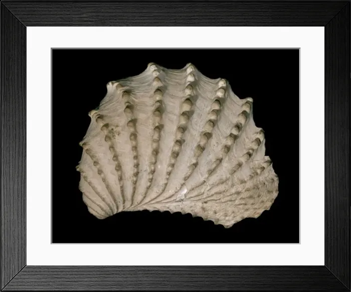 Framed Print : Scabrotrigonia thoracica, bivalve Framed Print : Scabrotrigonia thoracica, bivalve