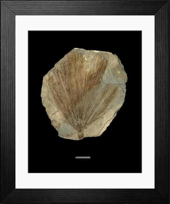 Framed Print : Sabal lamanonis Brongniart Framed Print : Sabal lamanonis Brongniart
