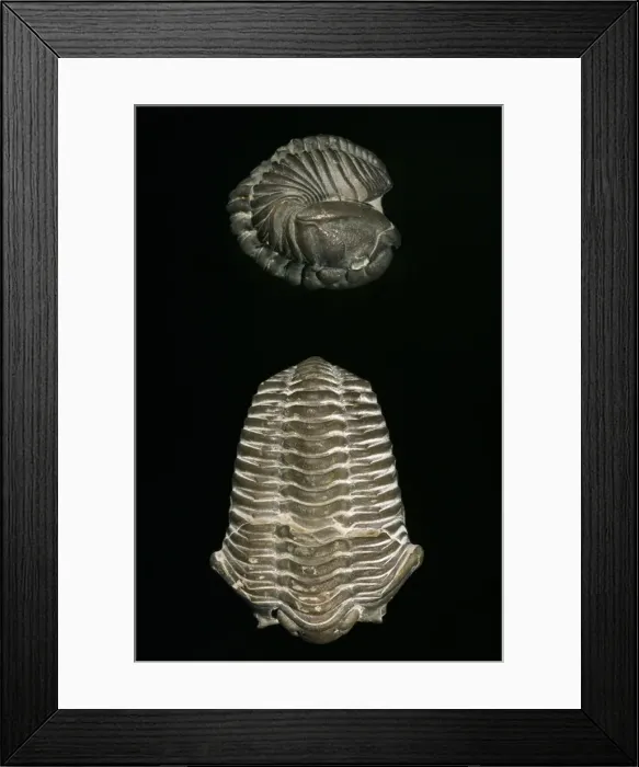 Framed Print : Calymene blumenbachii, trilobite Framed Print : Calymene blumenbachii, trilobite