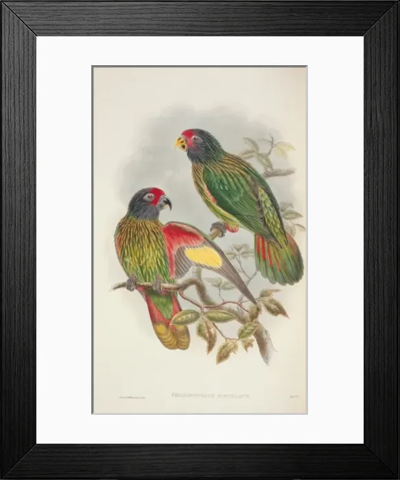 Framed Print : Chalcopsitta sintillata, yellow-streaked lory Framed Print : Chalcopsitta sintillata, yellow-streaked lory