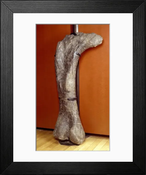 Framed Print : Apatosaurus, previously known as Brontosaurus Framed Print : Apatosaurus, previously known as Brontosaurus