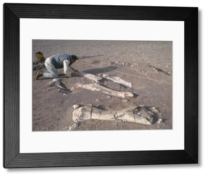 Framed Print : Dinosaur excavation, Niger 1988 Framed Print : Dinosaur excavation, Niger 1988