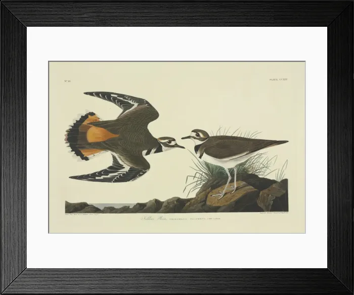 Framed Print : Charadrius vociferus, killdeer Framed Print : Charadrius vociferus, killdeer