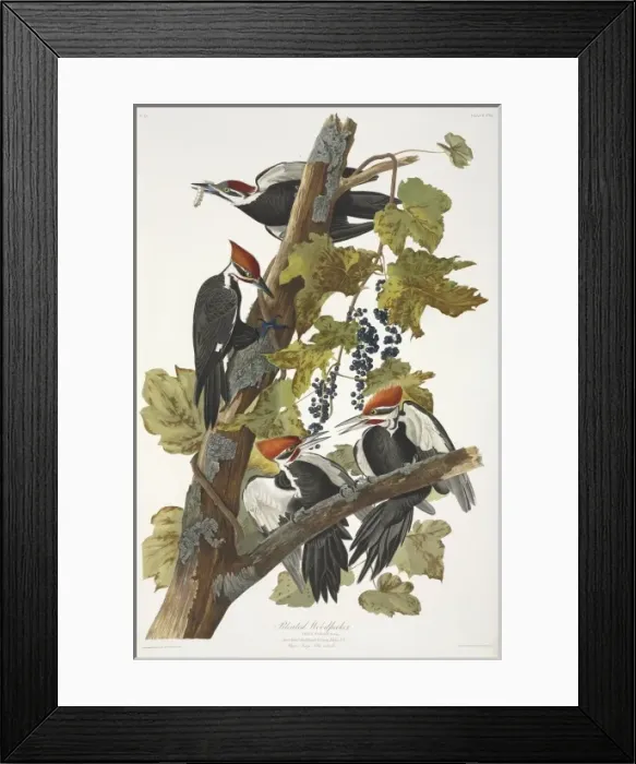 Framed Print : Dryocopus pileatus, pileated woodpecker Framed Print : Dryocopus pileatus, pileated woodpecker