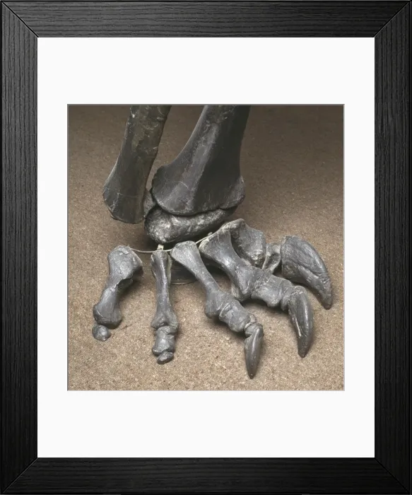Framed Print : Diplodocus foot Framed Print : Diplodocus foot