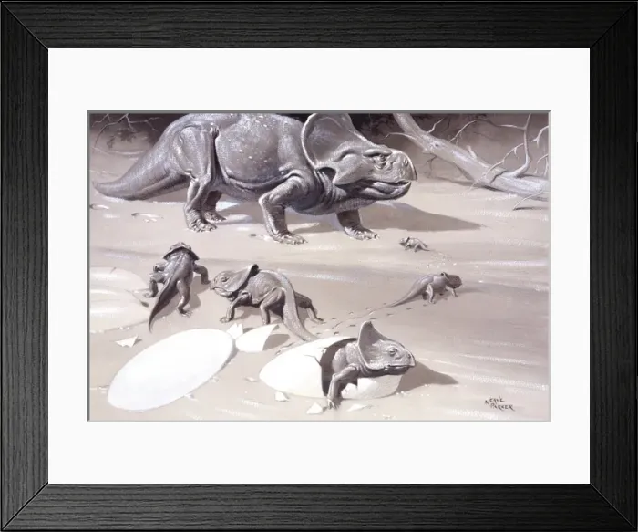Framed Print : Protoceratops Framed Print : Protoceratops