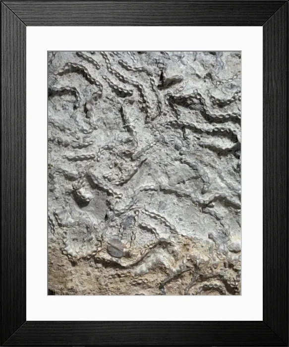 Framed Print : Halysites a coral Framed Print : Halysites a coral