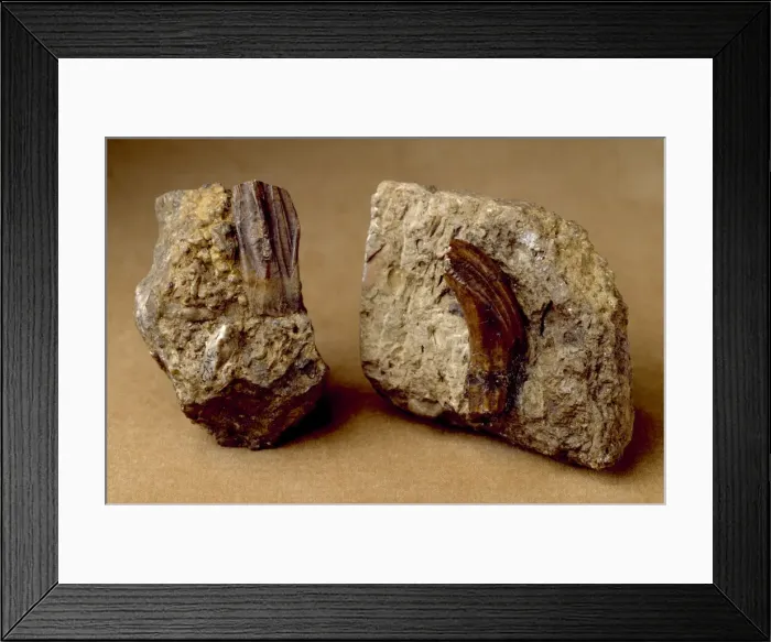 Framed Print : Iguanodon teeth Framed Print : Iguanodon teeth