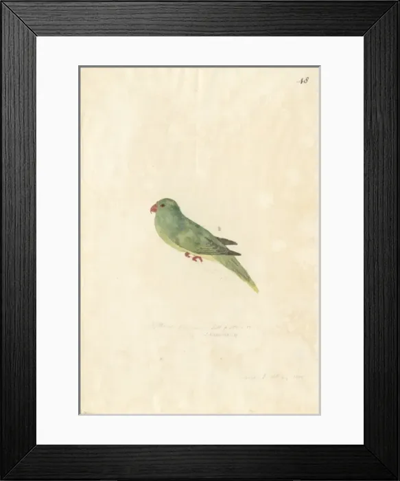Framed Print : Charmosyna palmarum, palm lorikeet Framed Print : Charmosyna palmarum, palm lorikeet