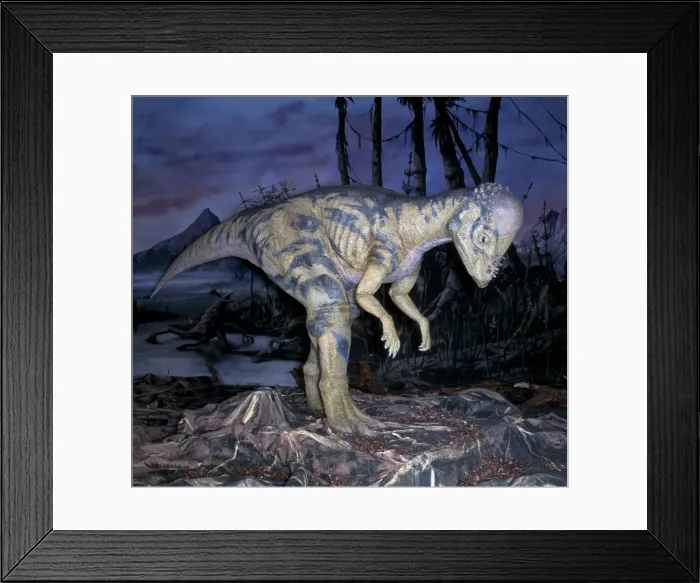 Framed Print : Pachycephalosaurus Framed Print : Pachycephalosaurus