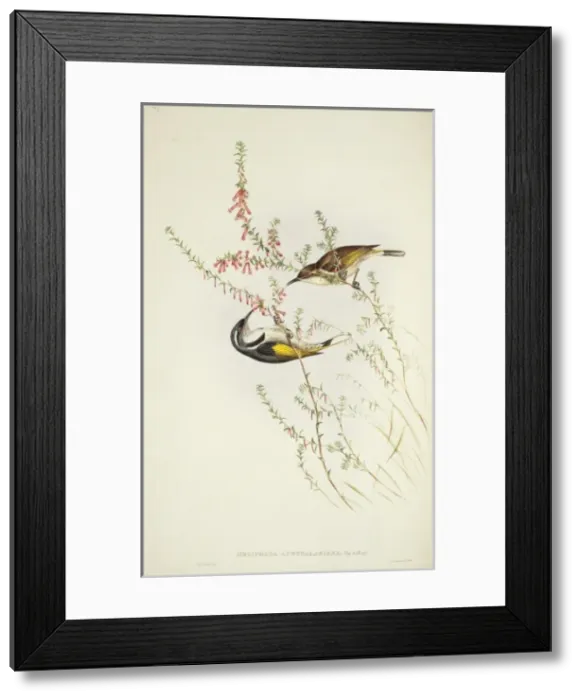 Framed Print : Phylidonyris pyrrhopterus, crescent honeyeater Framed Print : Phylidonyris pyrrhopterus, crescent honeyeater