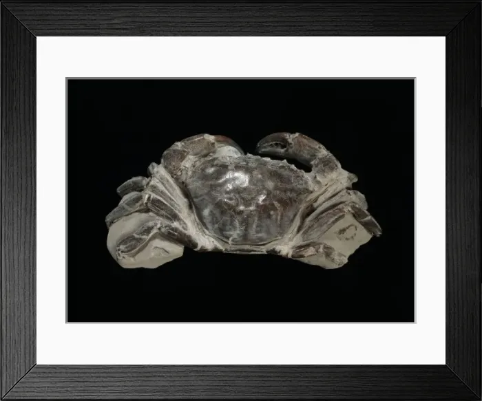 Framed Print : Fossilised Archaeogeryon peruvianus, Miocene crab Framed Print : Fossilised Archaeogeryon peruvianus, Miocene crab
