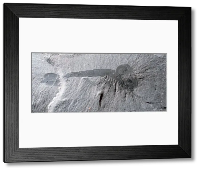 Framed Print : Waptia fieldensis, arthropod Framed Print : Waptia fieldensis, arthropod