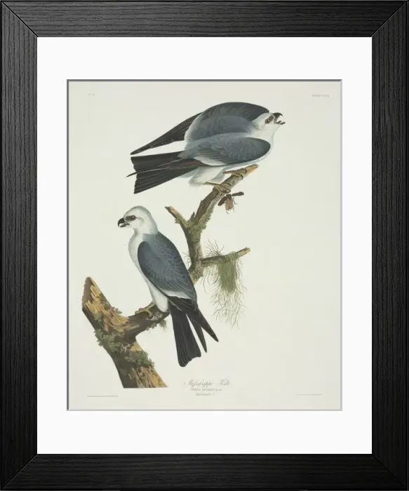 Framed Print : Ictinia mississippiensis, Mississippi kite Framed Print : Ictinia mississippiensis, Mississippi kite