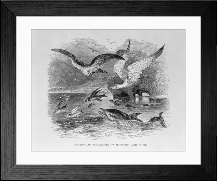 Framed Print : Pursuit of Flying Fish by Dolphins & Birds Framed Print : Pursuit of Flying Fish by Dolphins & Birds