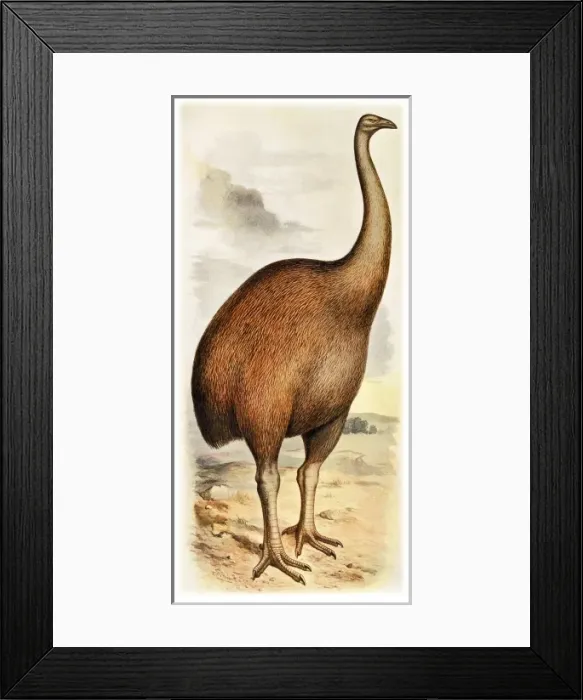 Framed Print : Dinornis giganteus, giant moa Framed Print : Dinornis giganteus, giant moa