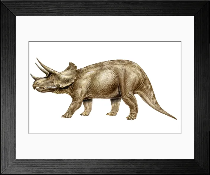 Framed Print : Triceratops Framed Print : Triceratops
