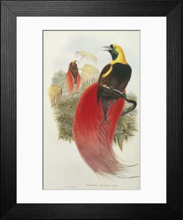 Framed Print : Paradisaea raggiana, raggiana bird-of-paradise Framed Print : Paradisaea raggiana, raggiana bird-of-paradise