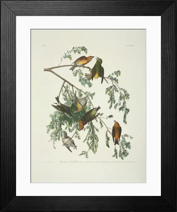 Framed Print : Loxia curvirostra, red crossbill Framed Print : Loxia curvirostra, red crossbill