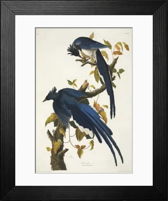 Framed Print : Calocitta colliei, black-throated magpie-jay Framed Print : Calocitta colliei, black-throated magpie-jay